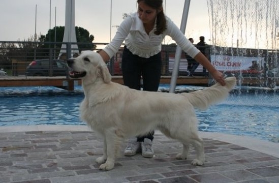 Servizio di Pensione per i vostri Golden Retriever - ALLEVAMENTO NOORGOLDEN 