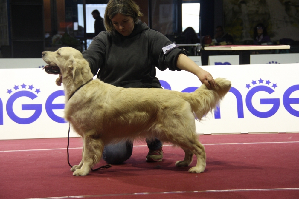 Noorgolden Orgoglio e pregiudizio - Naria - ALLEVAMENTO NOORGOLDEN 