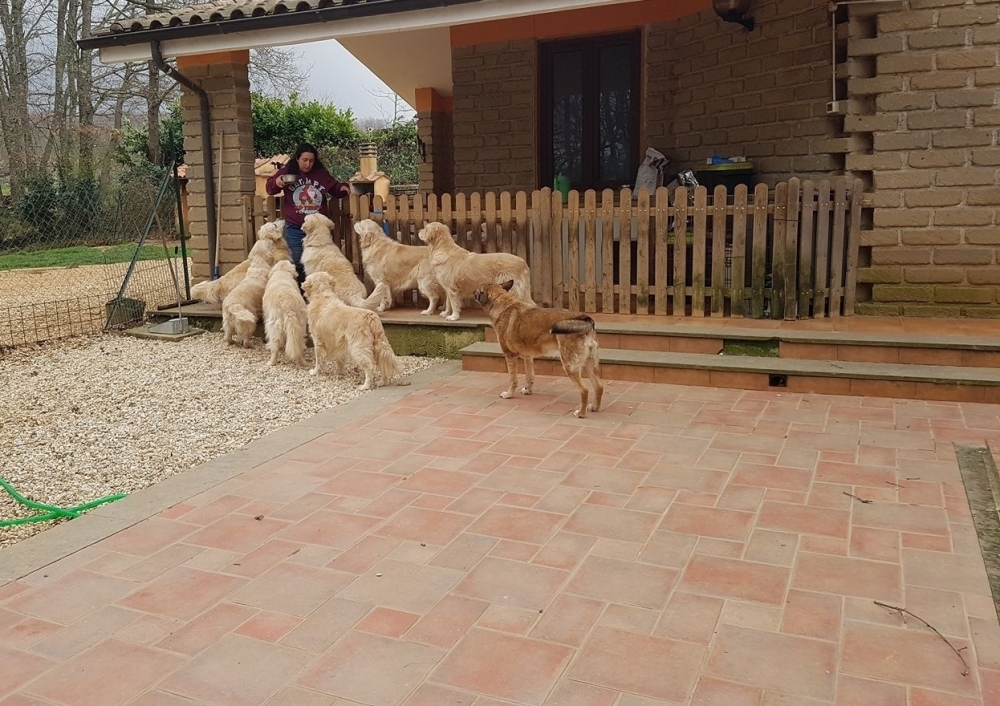 Allevamento Golden Retriever Roma - Lazio - ALLEVAMENTO NOORGOLDEN 